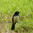 Rhipidure hochequeue