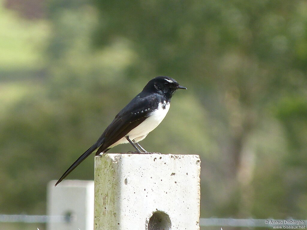 Willie Wagtail