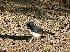 Willie Wagtail