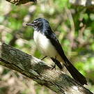 Rhipidure hochequeue