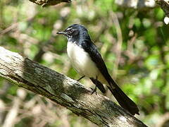 Willie Wagtail