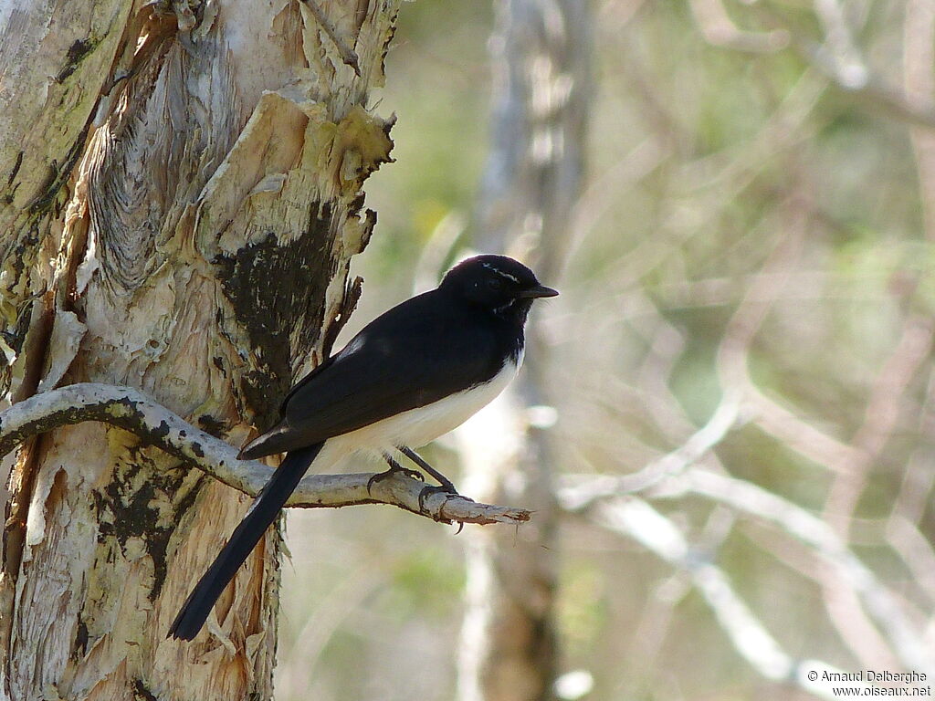 Willie Wagtail