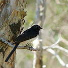 Rhipidure hochequeue