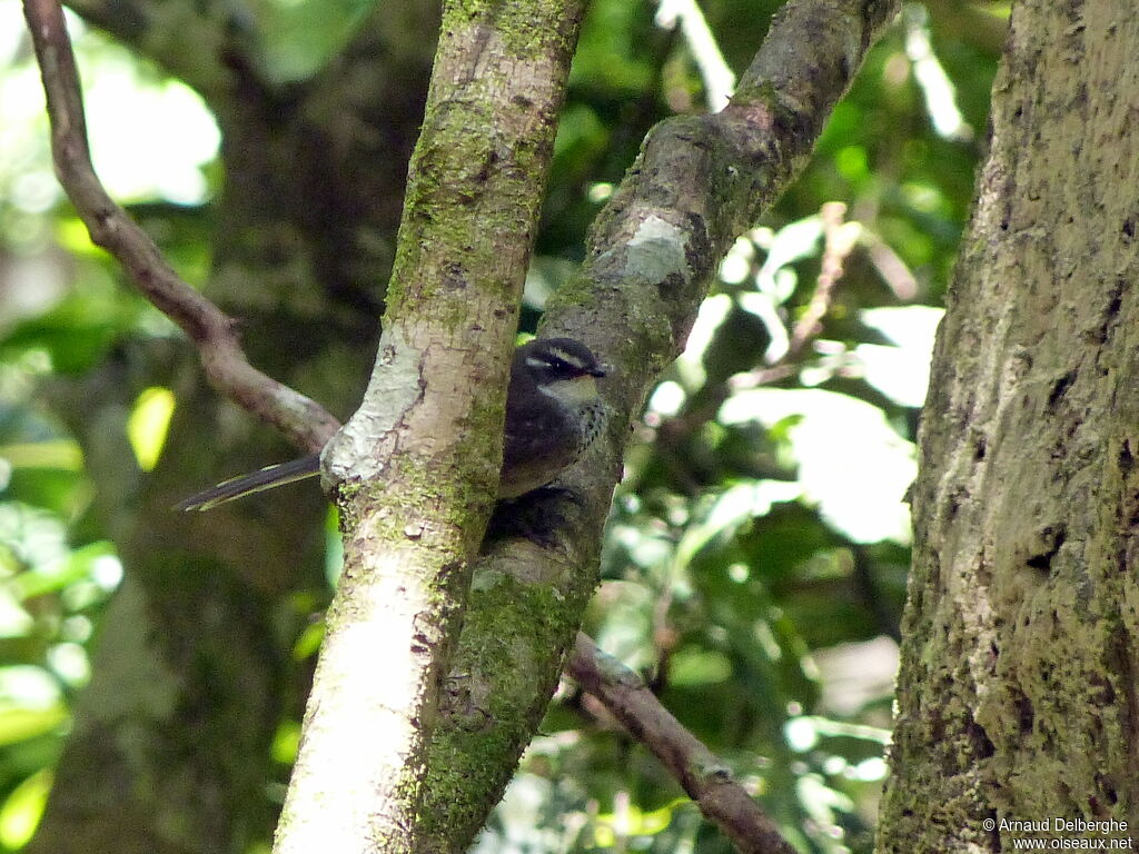 New Caledonian Streaked Fantail