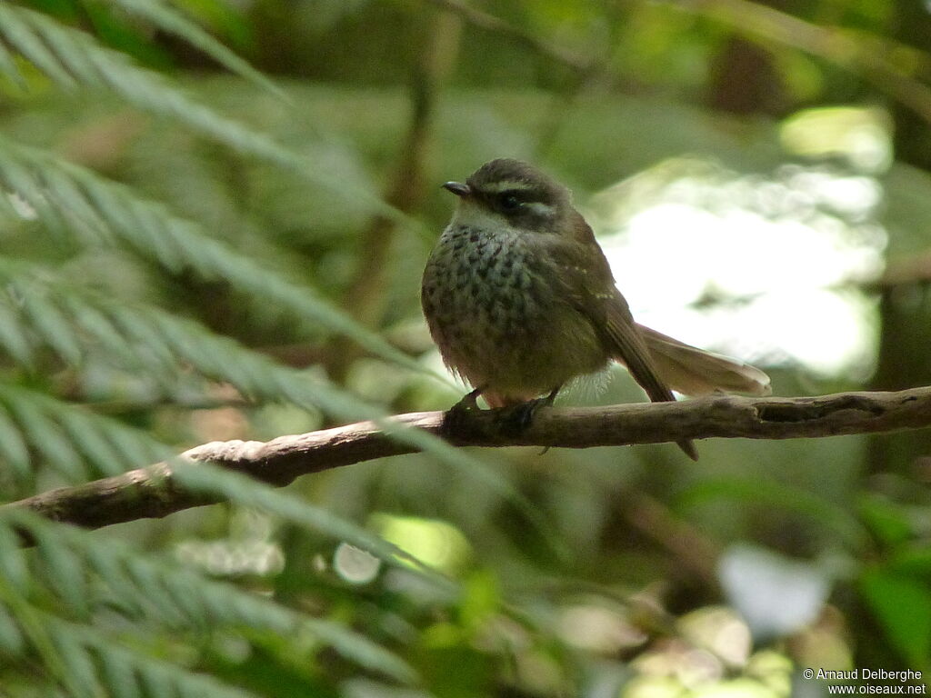 New Caledonian Streaked Fantail