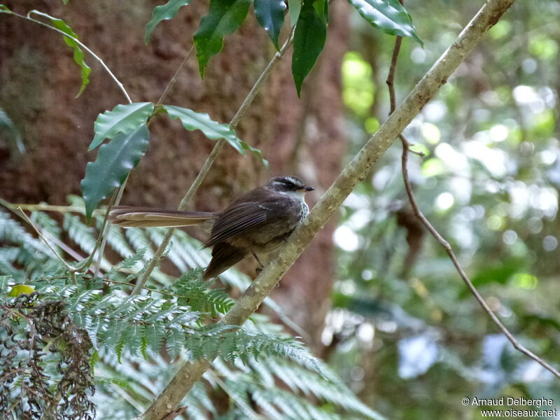 New Caledonian Streaked Fantail