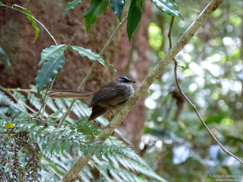 Streaked Fantail