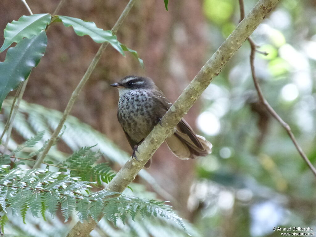 Streaked Fantail