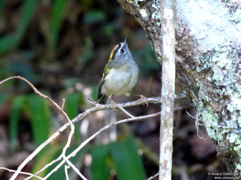 Madeira Firecrest