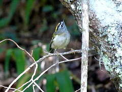 Madeira Firecrest