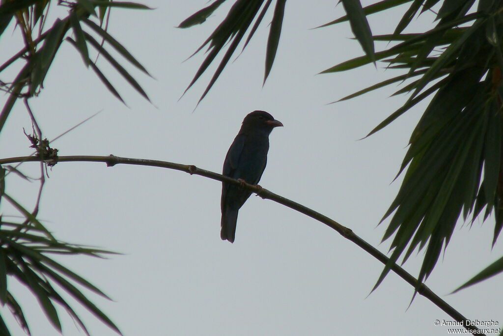 Oriental Dollarbird