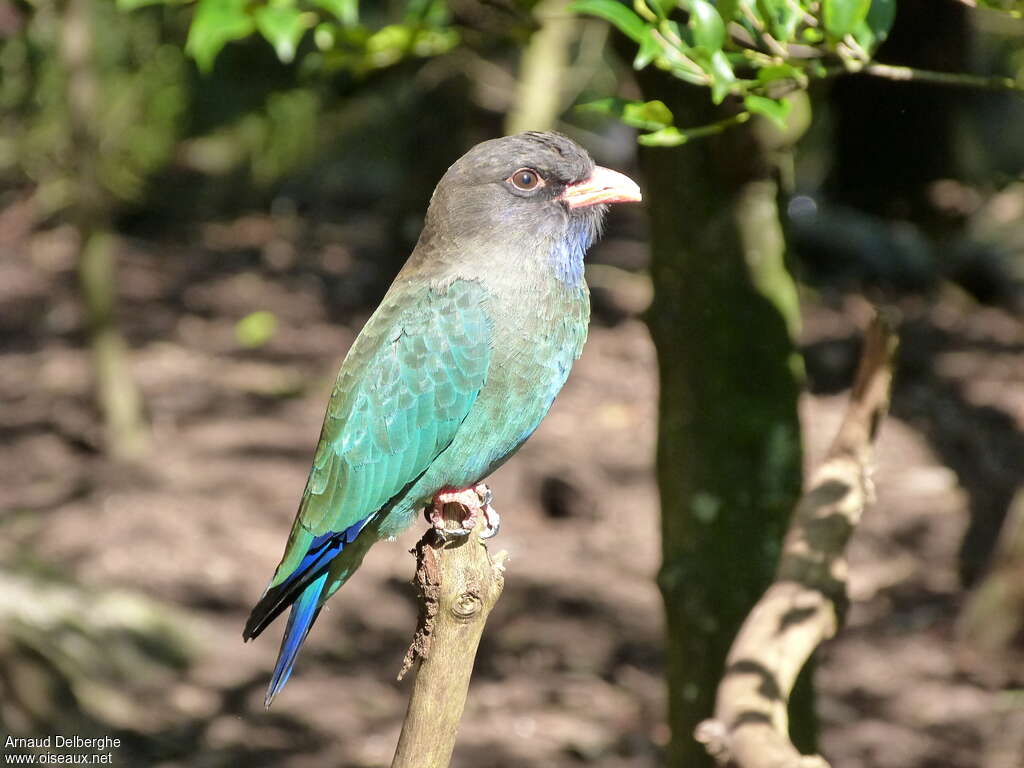 Oriental Dollarbirdimmature, identification