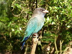 Oriental Dollarbird