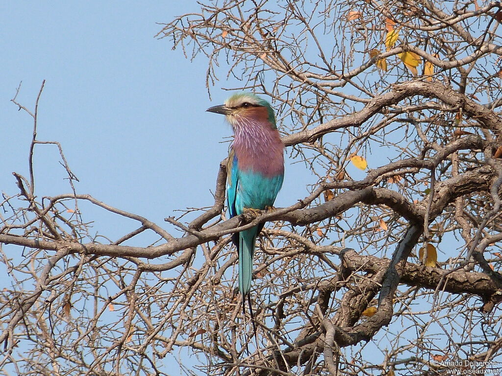 Lilac-breasted Roller