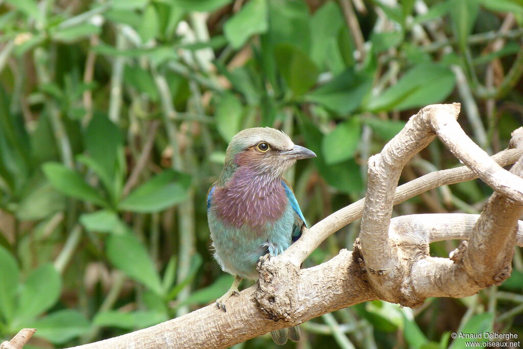 Lilac-breasted Roller