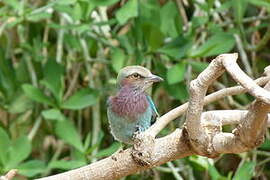 Lilac-breasted Roller