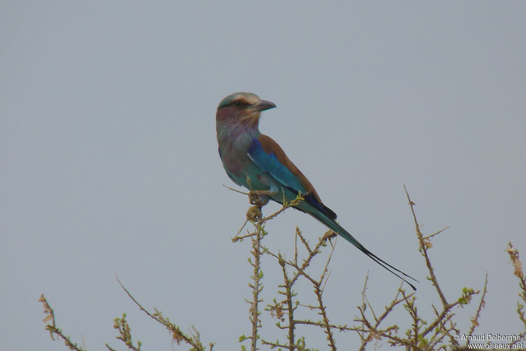 Lilac-breasted Roller