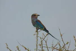 Lilac-breasted Roller