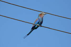 Lilac-breasted Roller