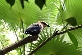 Blue-bellied Roller