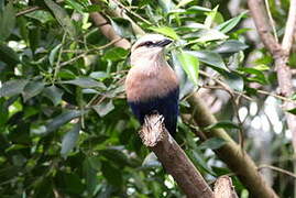 Blue-bellied Roller