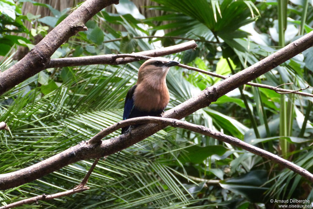 Blue-bellied Roller