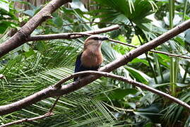 Blue-bellied Roller