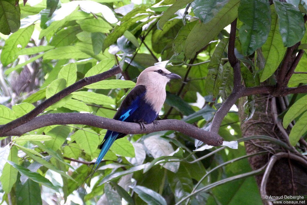 Blue-bellied Roller