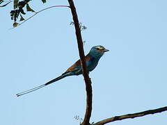 Abyssinian Roller