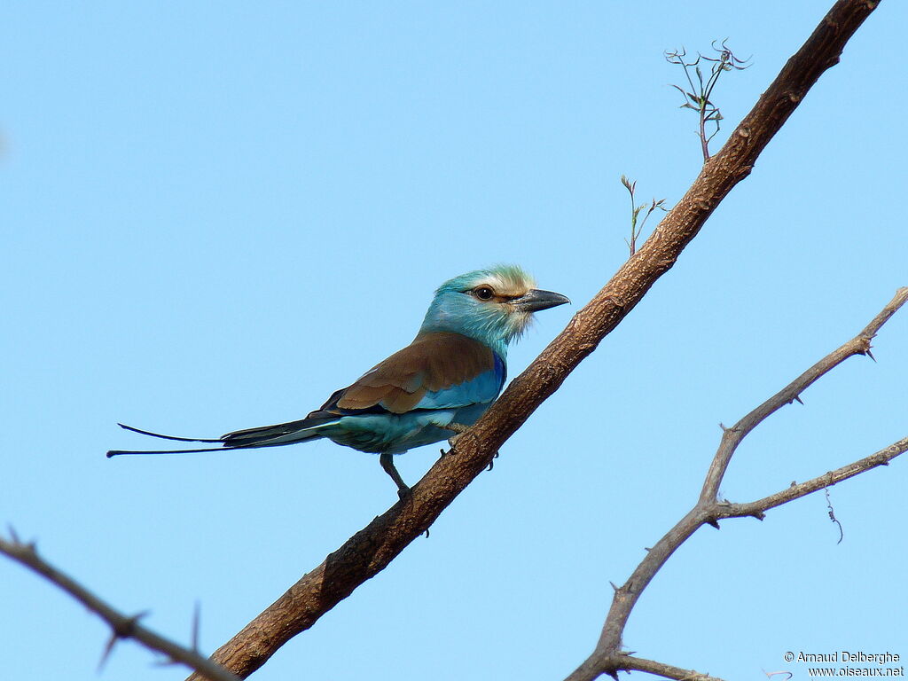 Abyssinian Roller