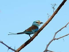 Abyssinian Roller