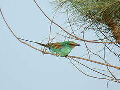 Abyssinian Roller