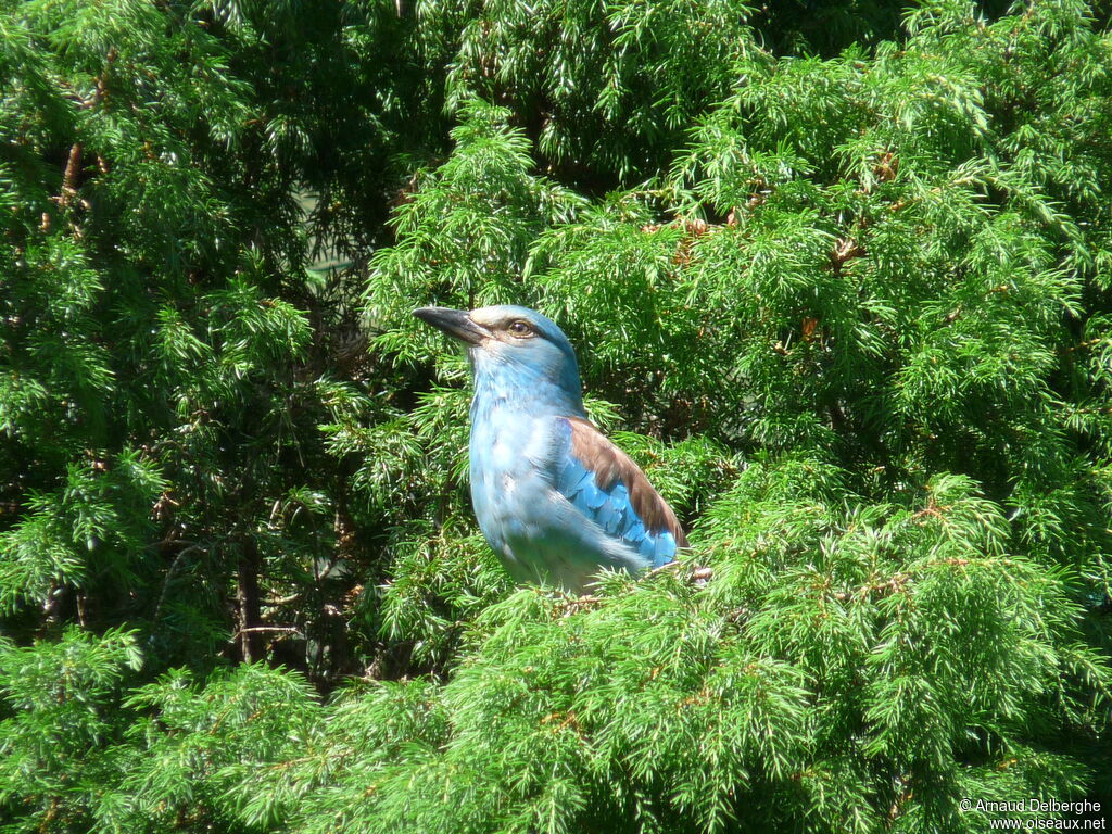 European Roller