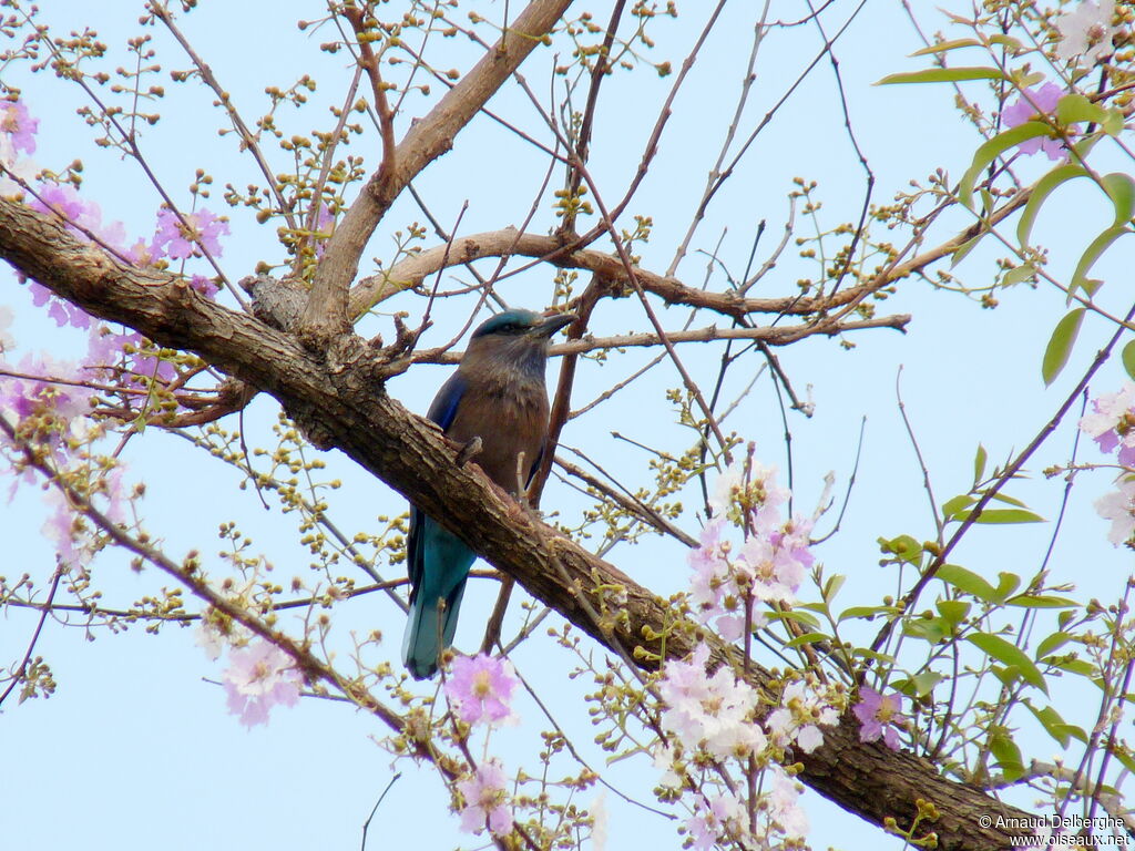 Indochinese Roller