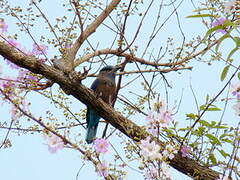 Indochinese Roller