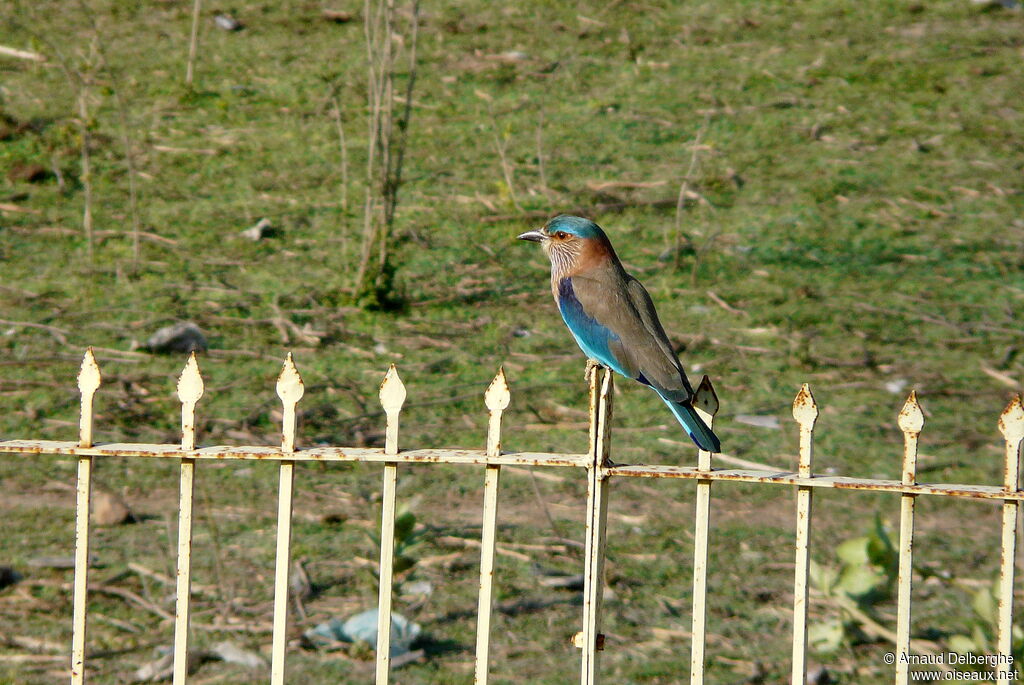 Indian Roller