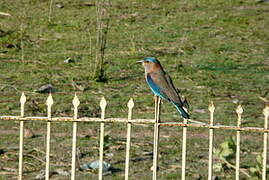 Indian Roller