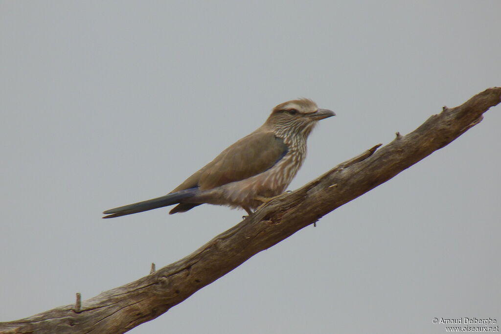 Purple Roller