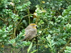 House Finch