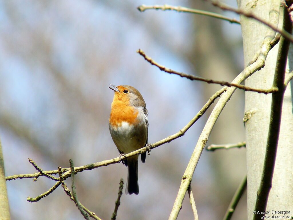 European Robin