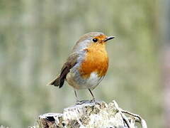 European Robin