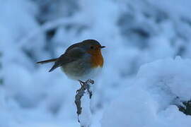 European Robin