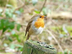 European Robin