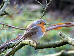 Rougegorge familier