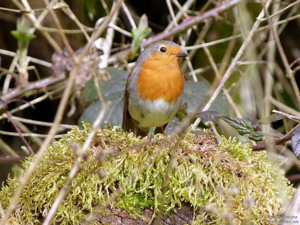 European Robin