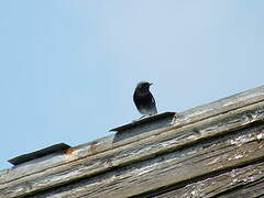 Black Redstart