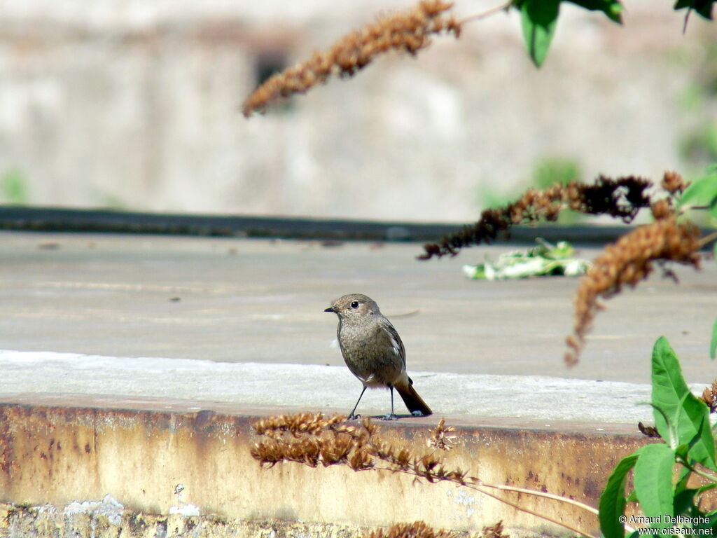 Black Redstart female