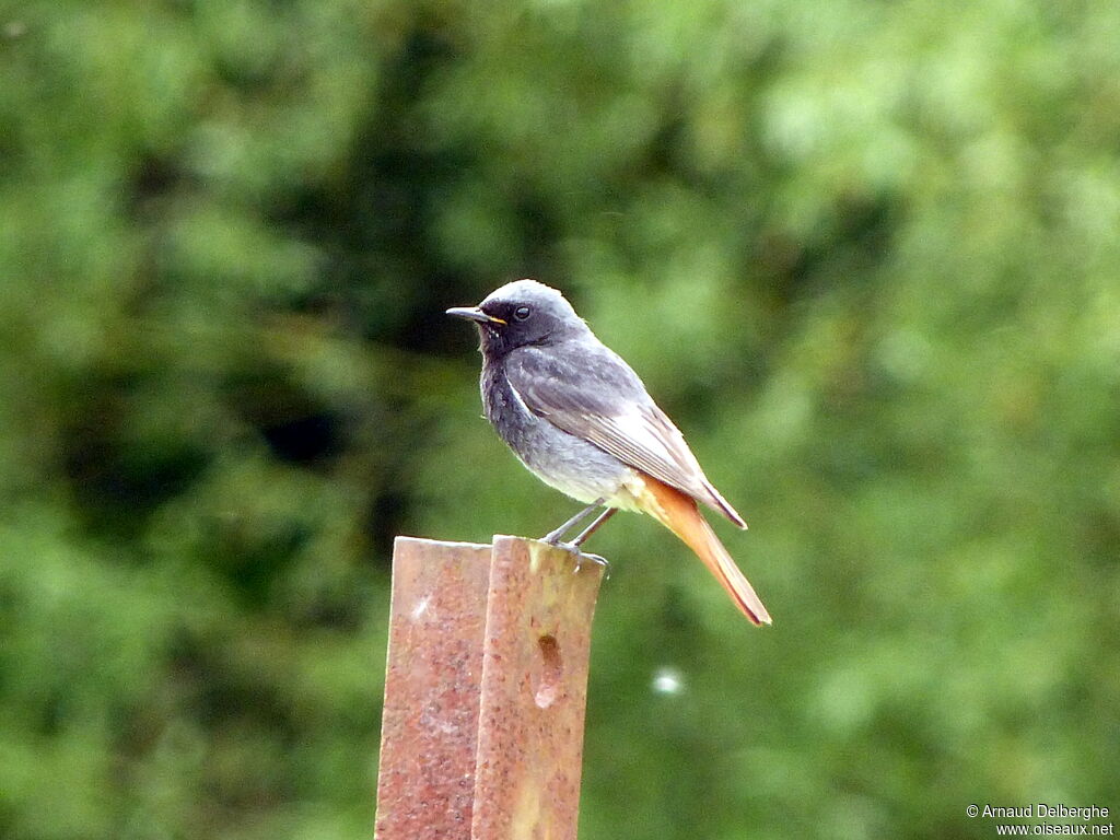 Black Redstart