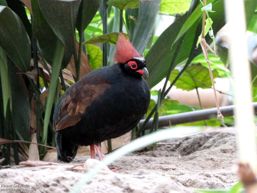 Crested Partridge male