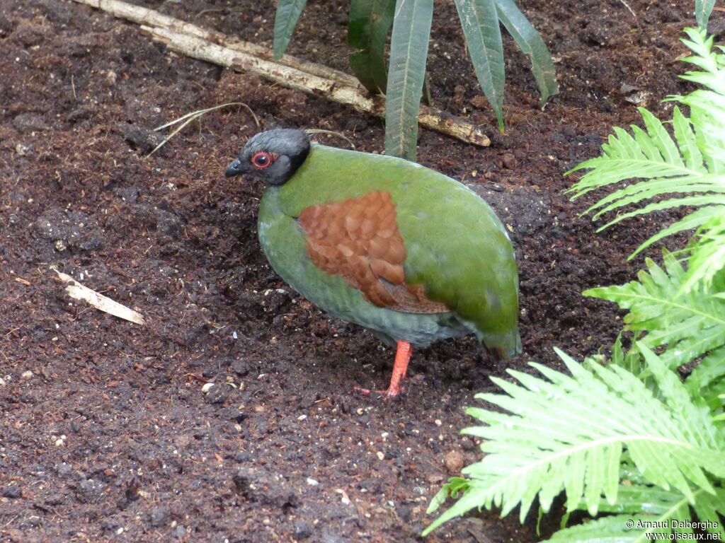 Crested Partridge female